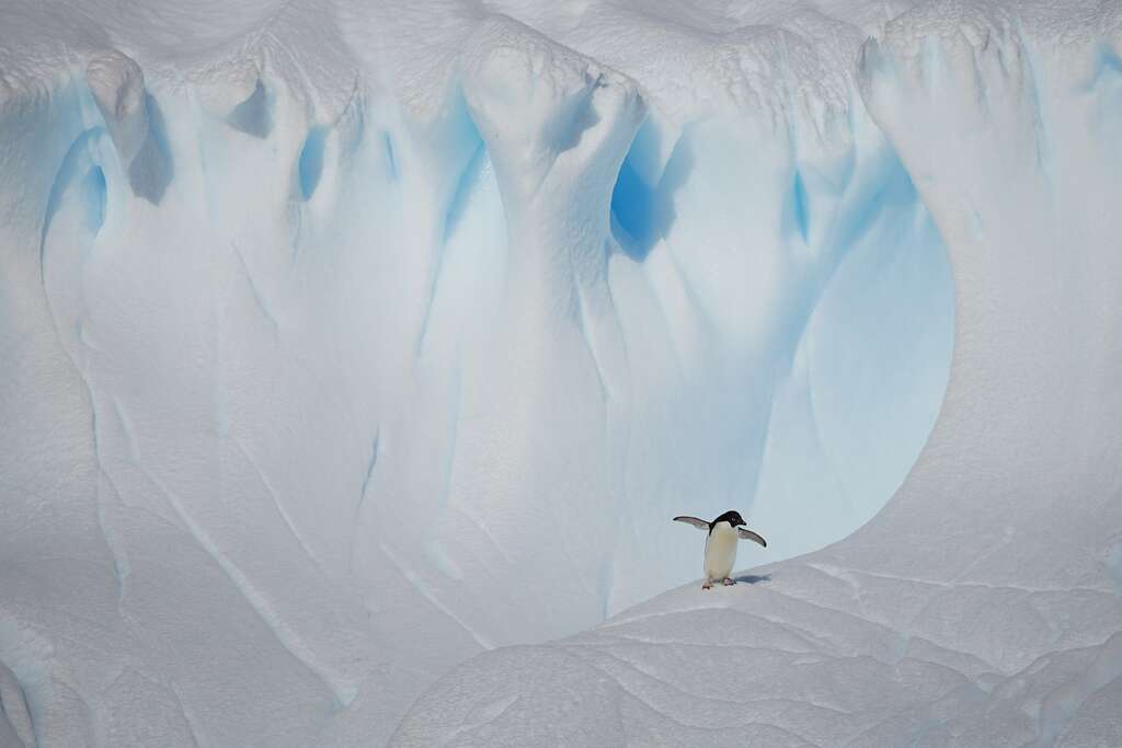 Adéliepinguïn | Adélie Penguin