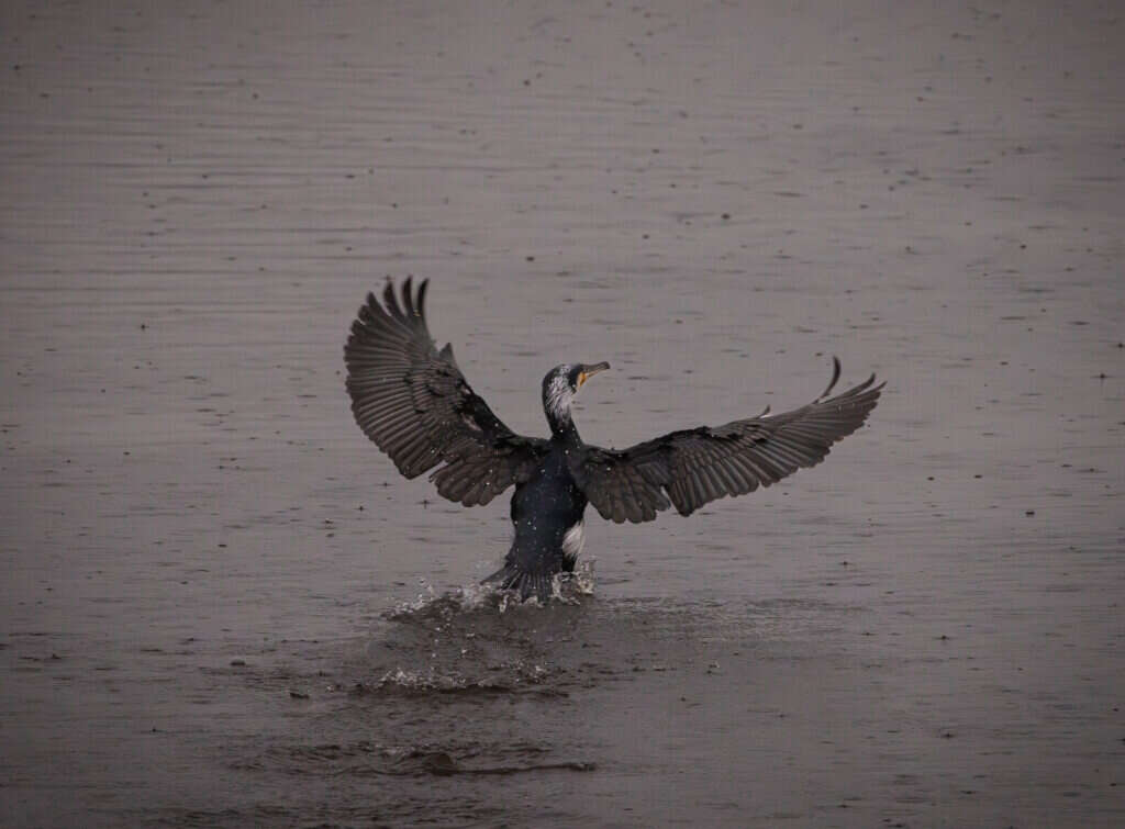 Dans op het water | Dance on the Water