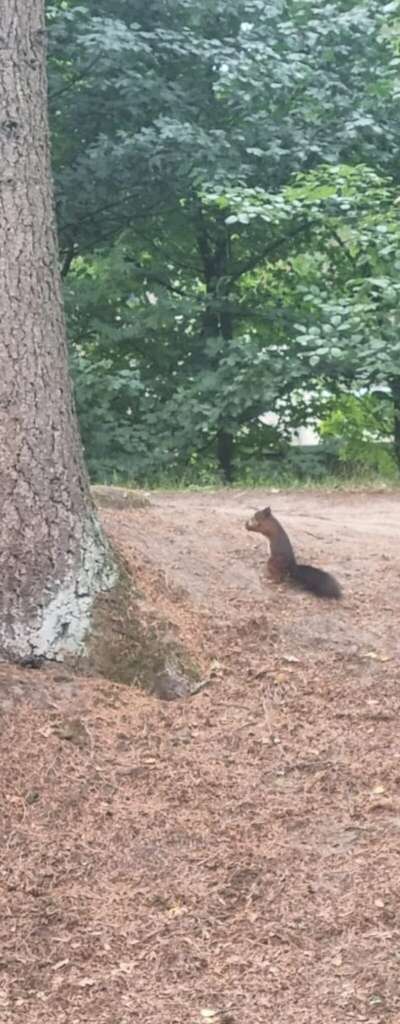 De eekhoorn zegt stop | The Squirrel Says Stop