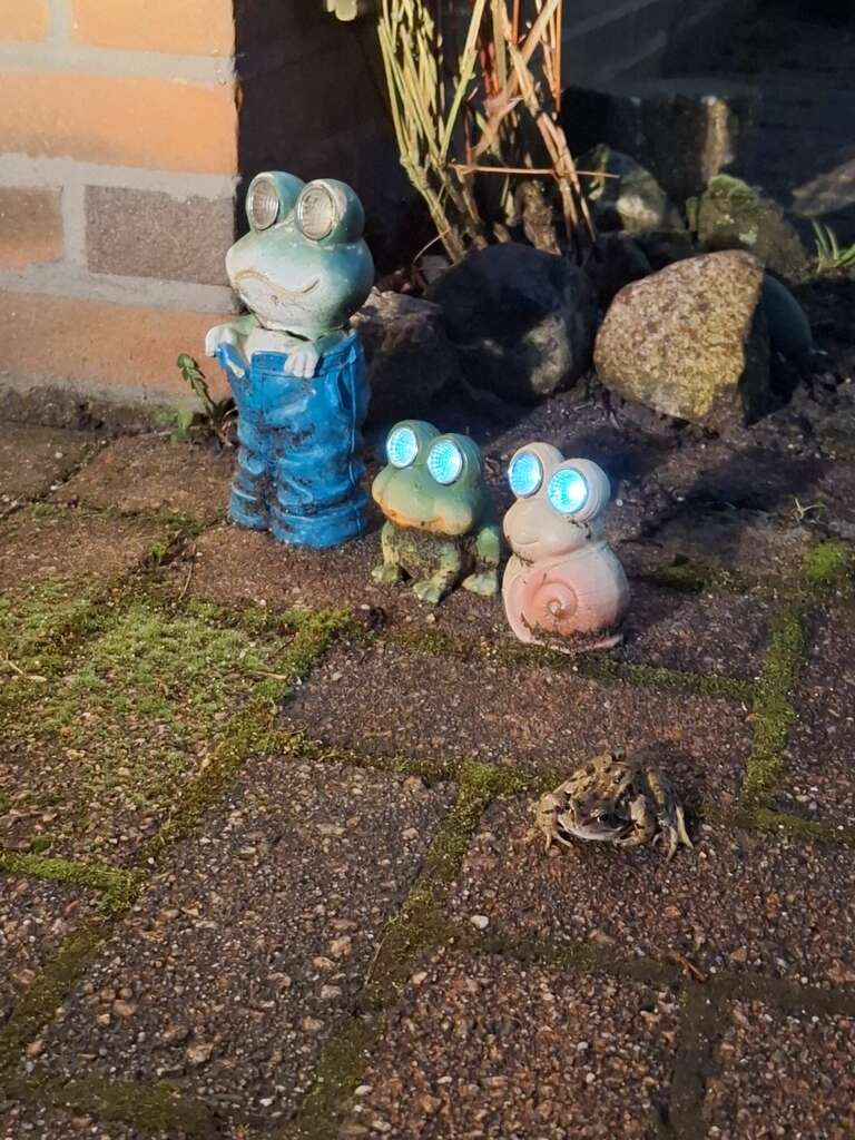 De eenzame kikker | The Lonely Frog