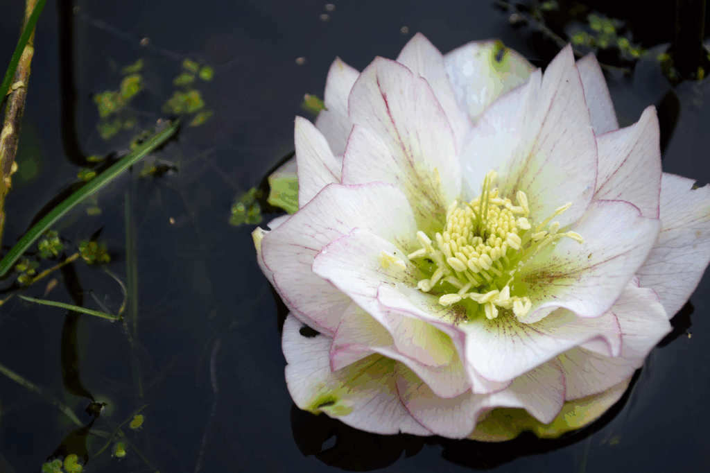 De waterlelie | The Water Lily 