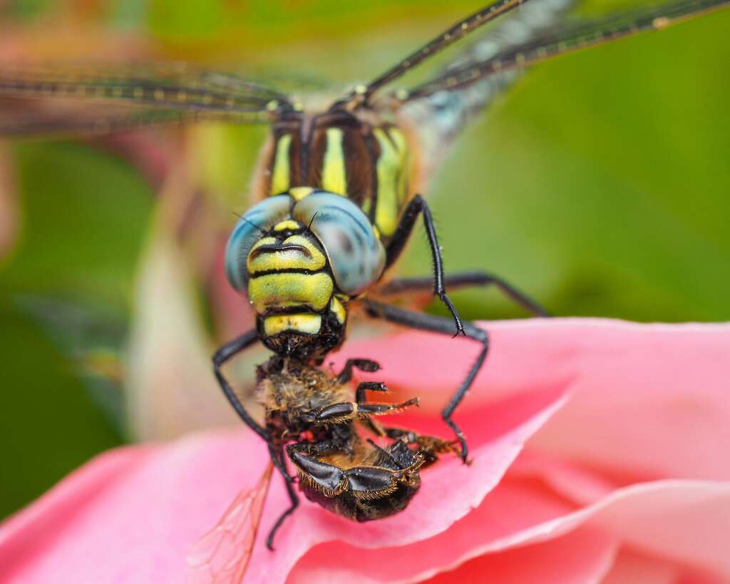 Een lekker hapje | A Tasty Snack