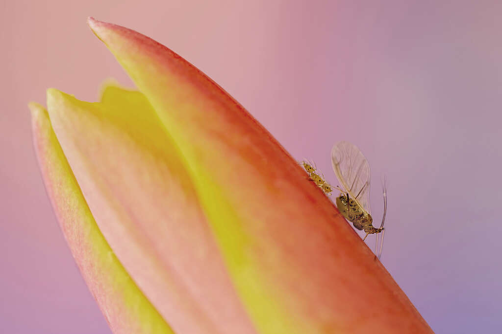 Familie bladluis | Greenfly Family