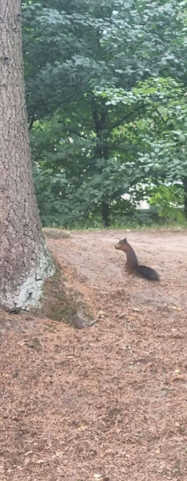 Forum Wildlife Fotowedstrijd Genomineerde