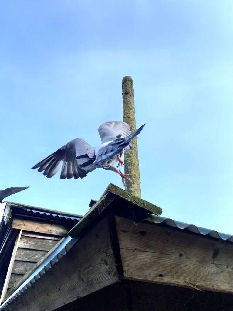 Forum Wildlife Fotowedstrijd Genomineerde