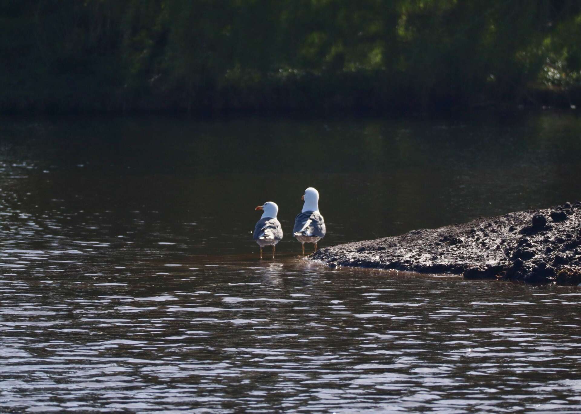 Forum Wildlife Fotowedstrijd Genomineerde