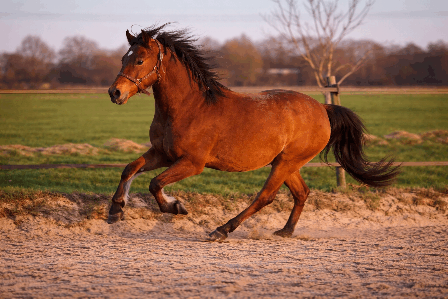 Forum Wildlife Fotowedstrijd Genomineerde