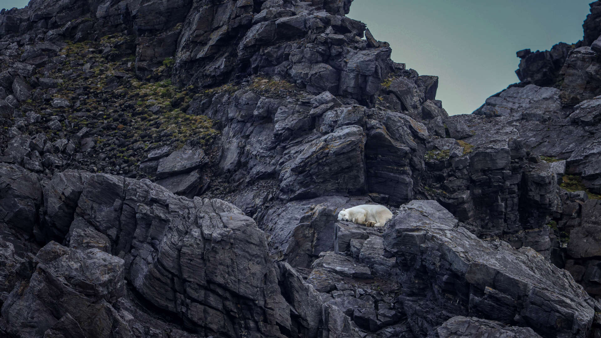 Forum Wildlife Fotowedstrijd Genomineerde