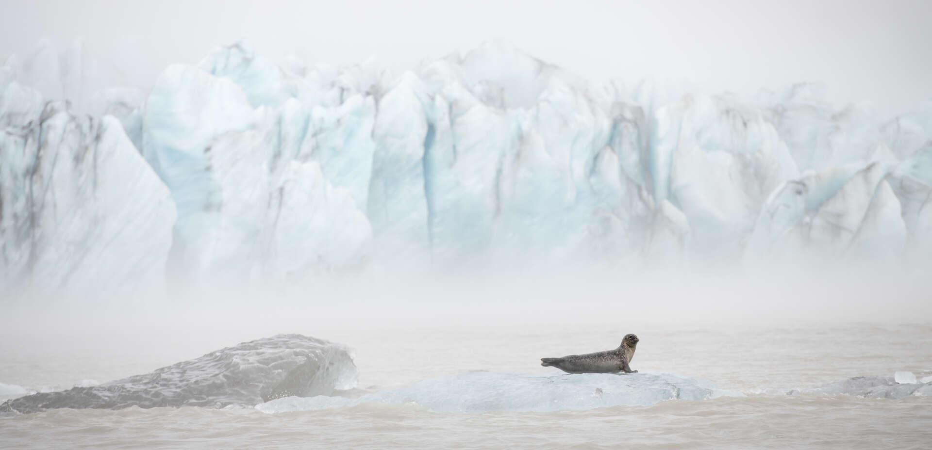 Forum Wildlife Fotowedstrijd Genomineerde