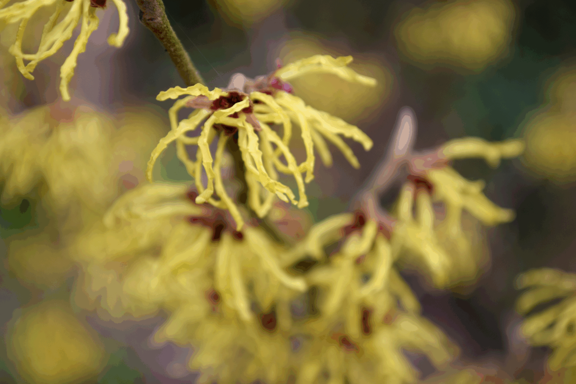 Forum Wildlife Fotowedstrijd Genomineerde