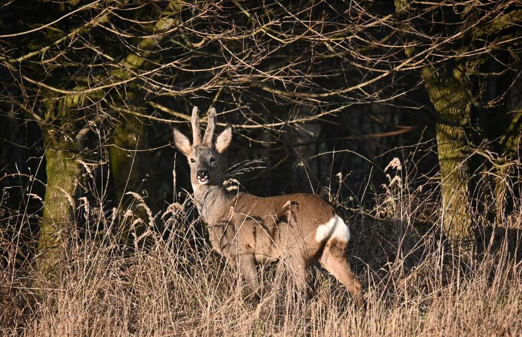 Het mannetjeshert bij zonsondergang | The Male Deer at Sunset