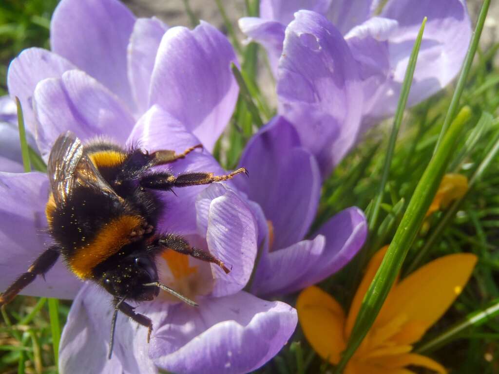 Krokushommel | Crocus Bumblebee