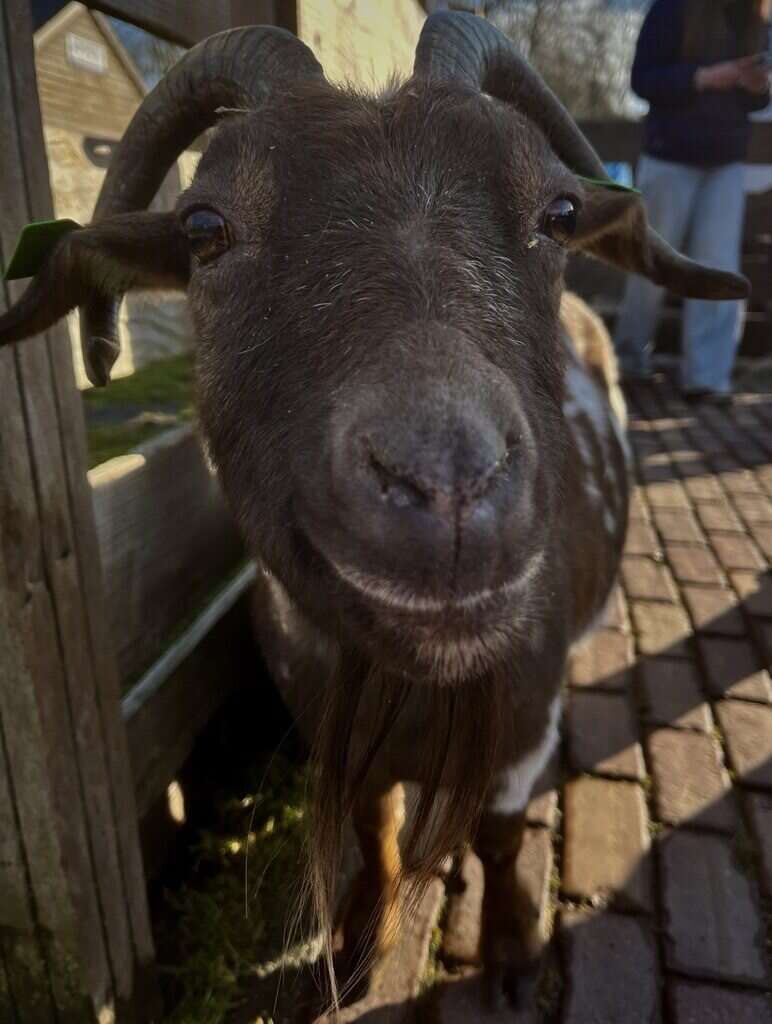 Nieuwsgierige neus | Curious Nose