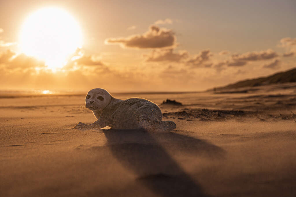 Nog één blik naar de wereld | Yet One Glance at the World 
