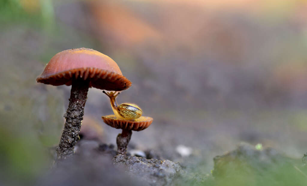 Slakkenkusje | Snail Kiss