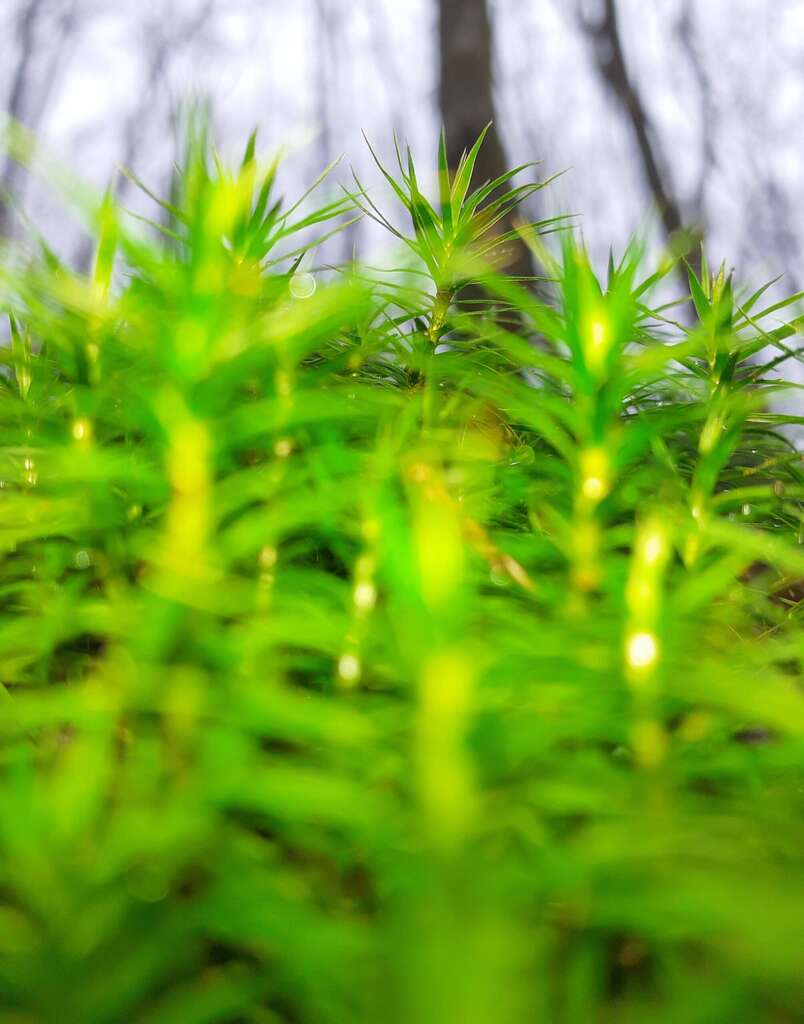 Sterretjesmos | Star Moss